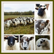 19th Nov 2012 - Sheep