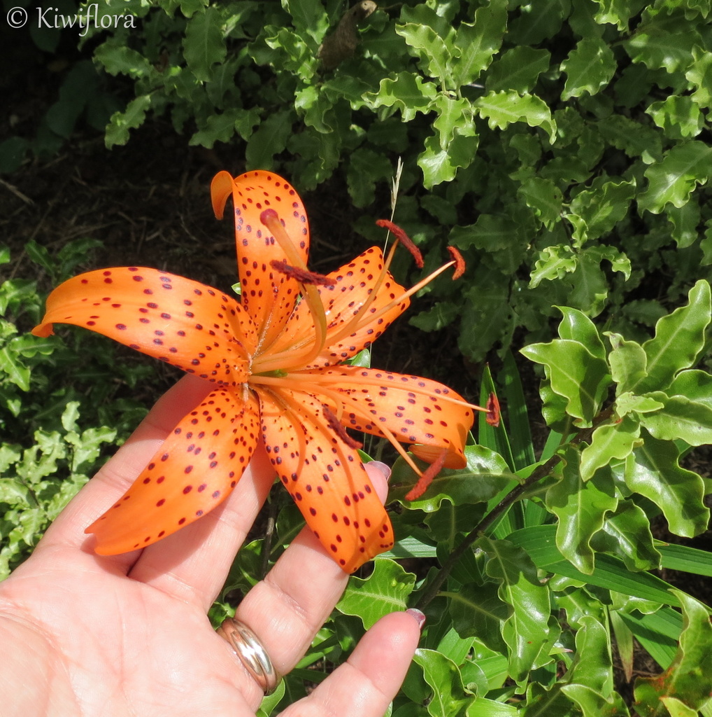 Orange Tiger Lily by kiwiflora