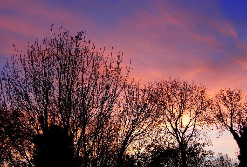 Treetops at sunrise    19.11.12 by filsie65