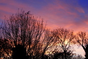 18th Nov 2019 - Treetops at sunrise    19.11.12