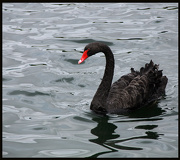 14th Nov 2012 - Black Swan