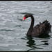 Black Swan by hjbenson