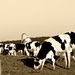 Behind Well Fed Cows by digitalrn