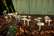 19th Nov 2012 - Mushrooms at Sunset