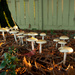 Mushrooms at Sunset by vickisfotos