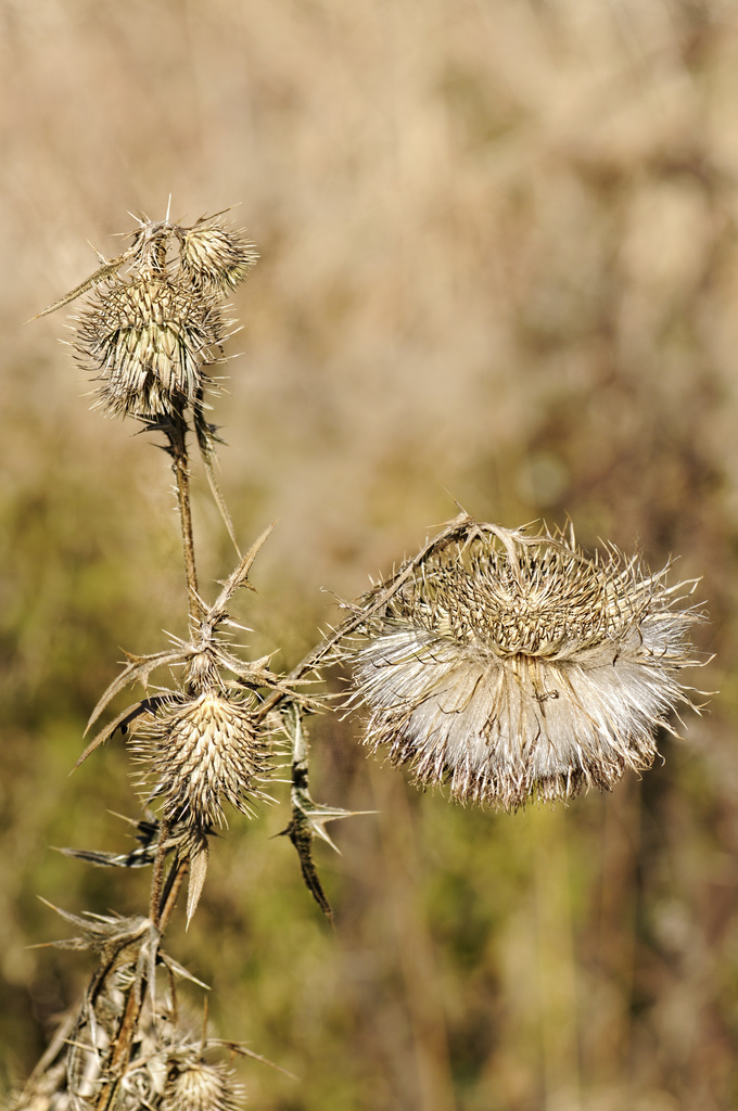 Fall Thistle by lstasel