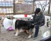 11th Nov 2012 - Miro the dog