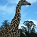 Proud Giraffe. by darrenboyj
