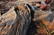 20th Nov 2012 - Early morning driftwood