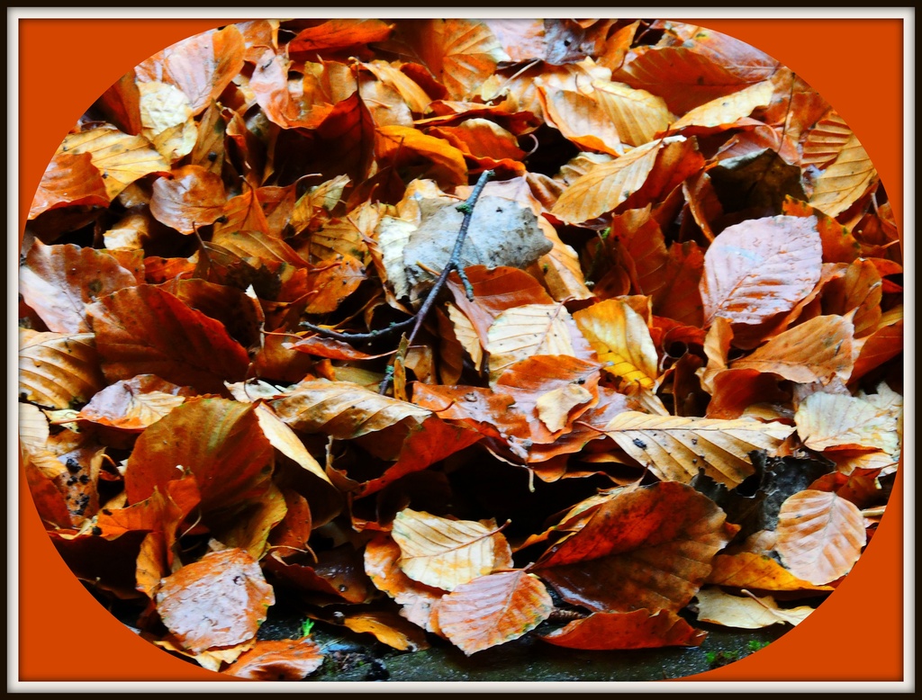 A pile of leaves by rosiekind