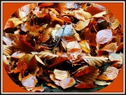 20th Nov 2012 - A pile of leaves