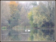 20th Nov 2012 - Swan Lake