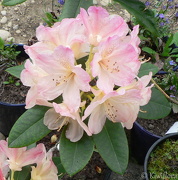21st Nov 2012 - Rhododendron 'Percy Wiseman'