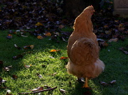 18th Nov 2012 - Hen