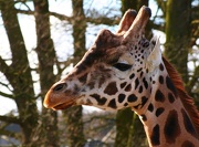 20th Nov 2012 - Giraffe (filler)