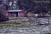 17th Jan 2012 - Horse Farm