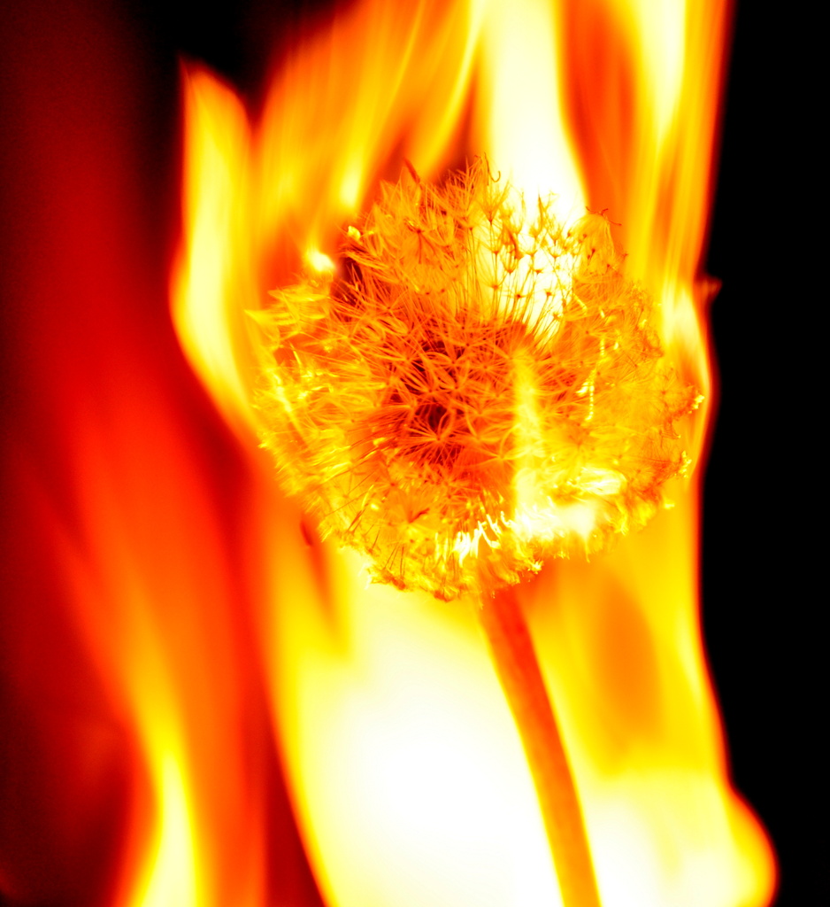 Dandelion Burning (colour version) by jayberg
