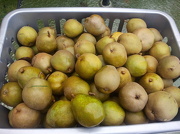 10th Nov 2012 - Pear Harvest