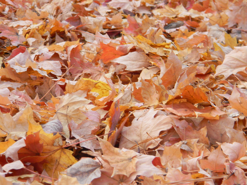 Maple Leaves on Ground 11.20.12 by sfeldphotos