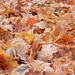 Maple Leaves on Ground 11.20.12 by sfeldphotos