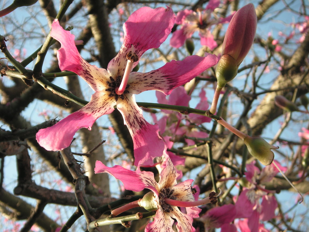 Pink Flower-revisited by pasadenarose