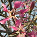 Pink Flower-revisited by pasadenarose