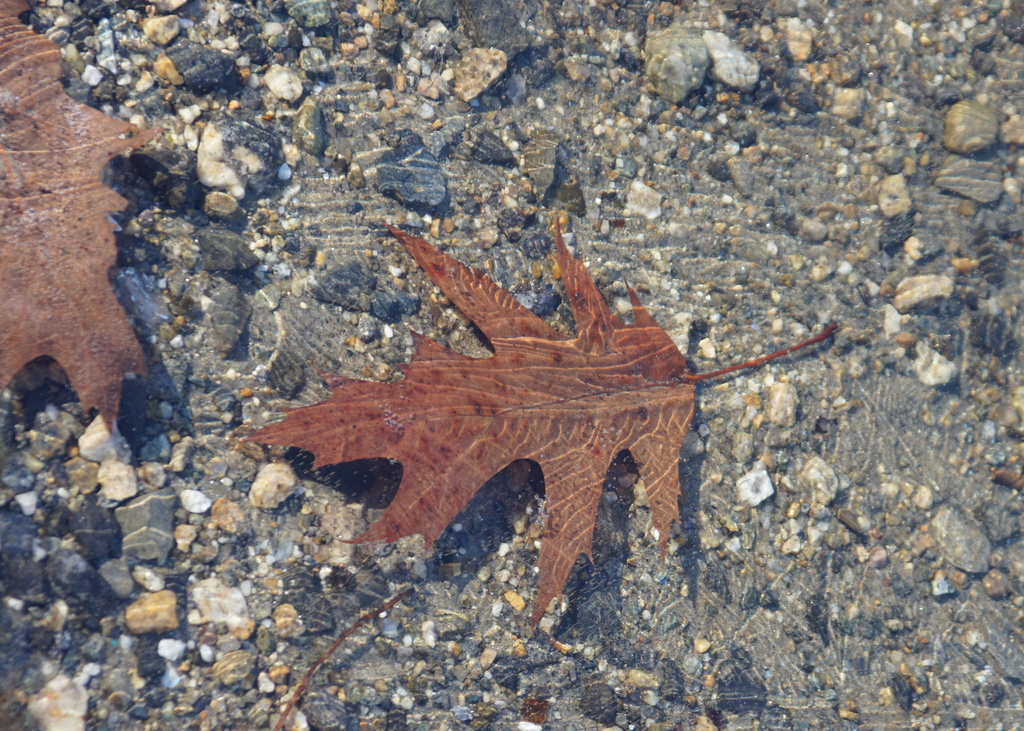 Old Leaf Under New Ice by rob257