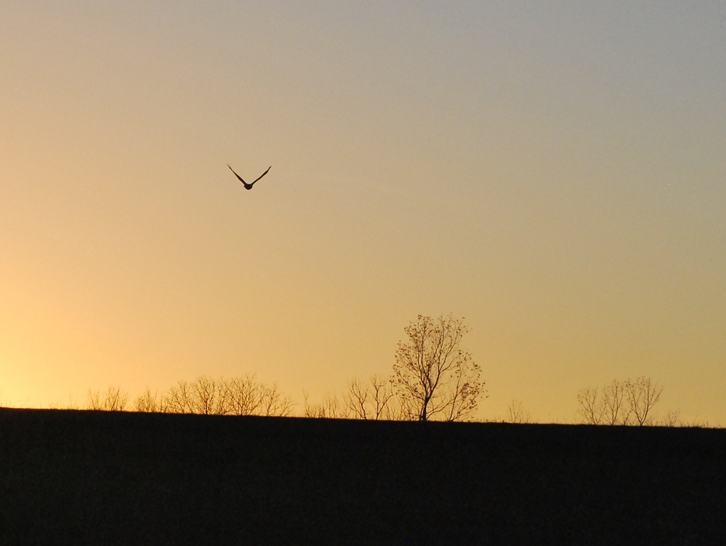 Hawk Soars into the Sunset by kareenking