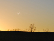 20th Nov 2012 - Hawk Soars into the Sunset