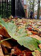20th Nov 2012 - Leaf