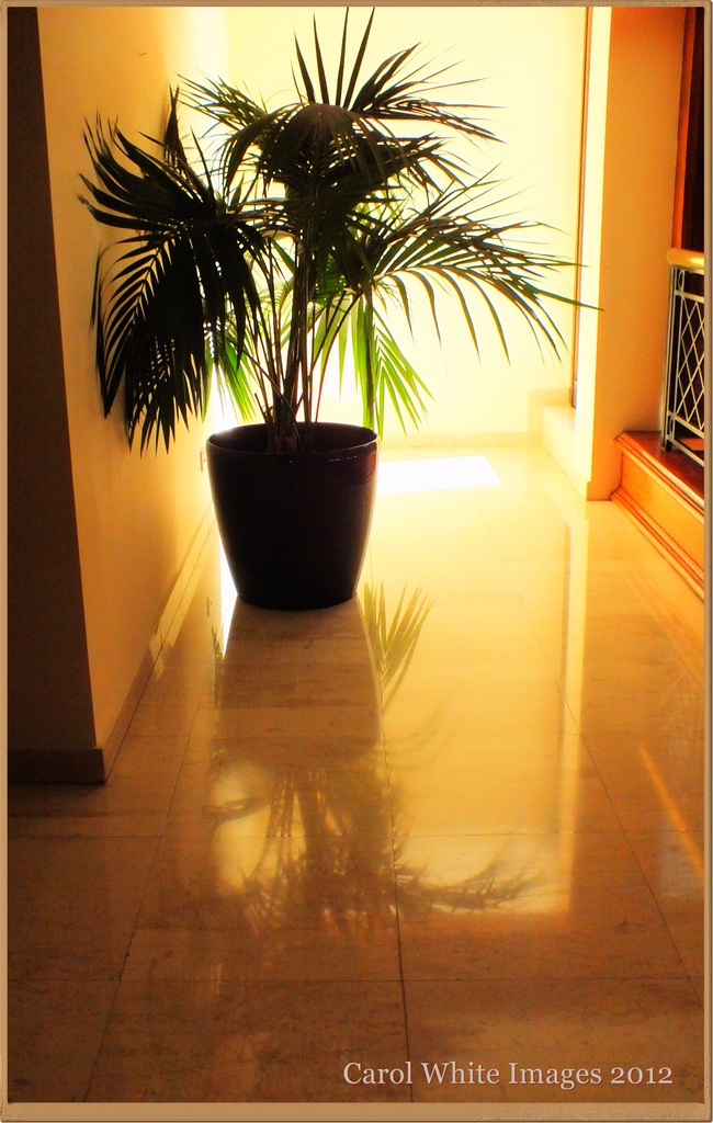 Reflected Palm by carolmw