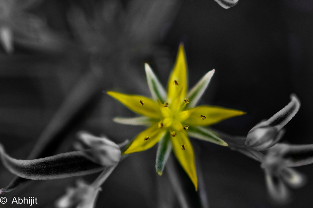 Yellow star by abhijit
