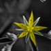 Yellow star by abhijit