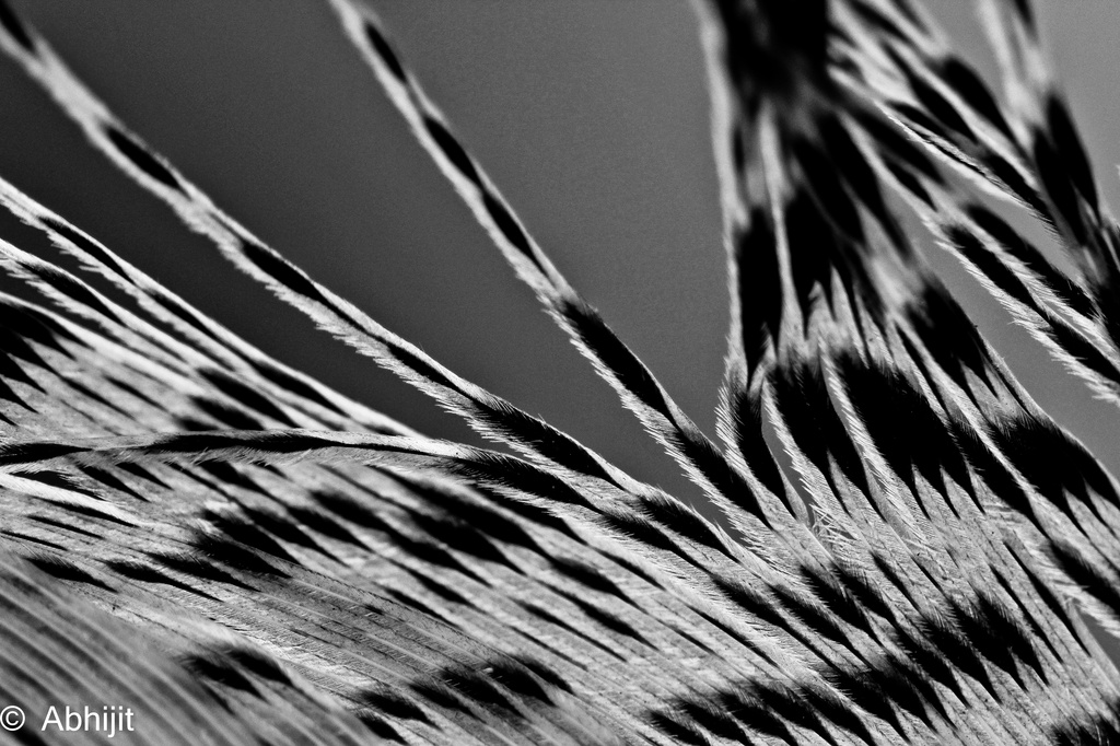 Feathery by abhijit