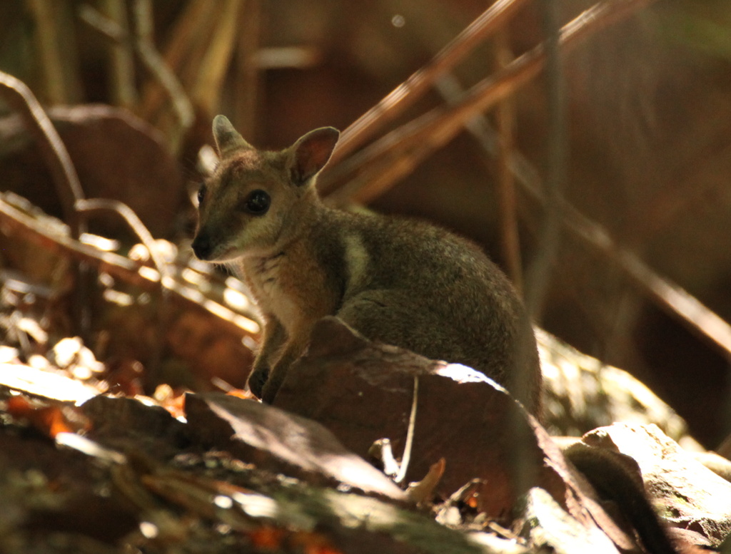 on this day ..... in 2010 - baby rock wallaby, Florence Falls, Litchfield National Park by lbmcshutter