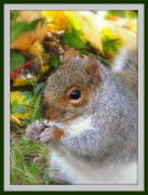 21st Nov 2012 - Beatrix Potter's  "Squirrel Nutkin"
