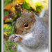 Beatrix Potter's  "Squirrel Nutkin" by glimpses