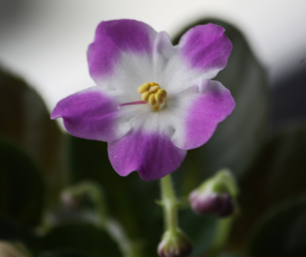 Saintpaulia flower by annelis