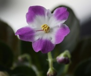 19th Nov 2012 - Saintpaulia flower