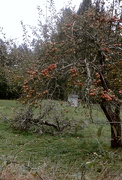 20th Nov 2012 - Apples off a Tree