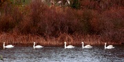 19th Nov 2012 - Swans On Shawme