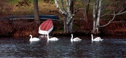 18th Nov 2012 - Swans