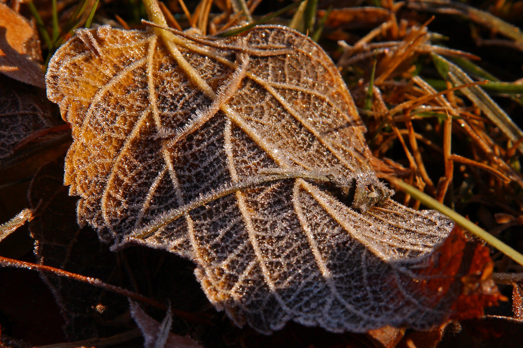 Early Morning Frost by milaniet