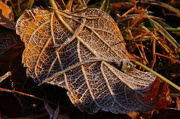 21st Nov 2012 - Early Morning Frost