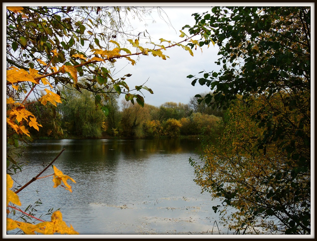 Leaves around the lake by rosiekind