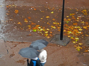 21st Nov 2012 - Another Wet Autumn Day
