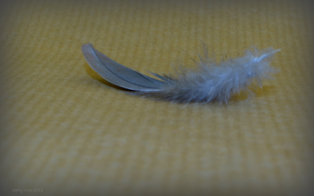 Feather by salza