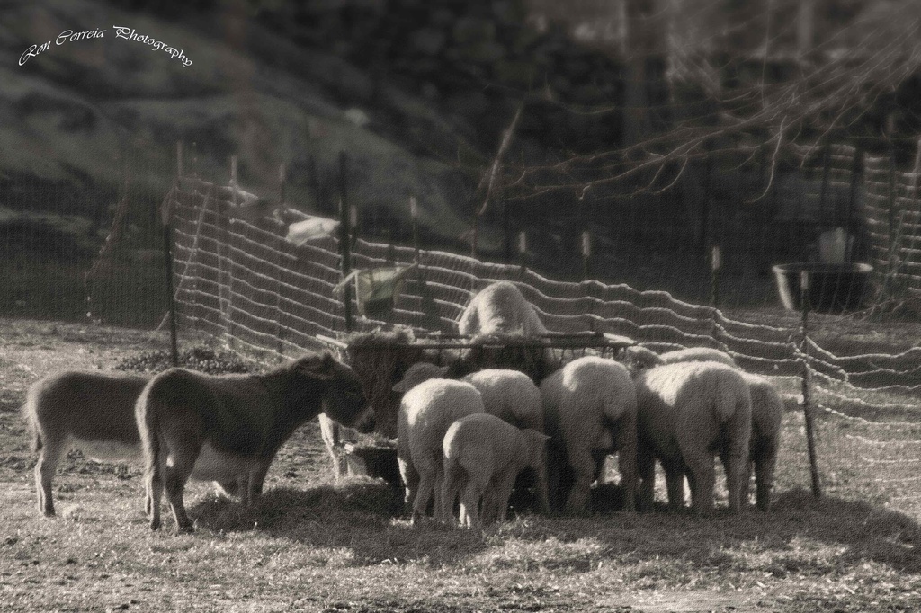 Barnyard Animals by kannafoot