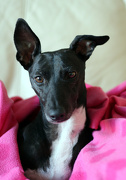 19th Nov 2012 - When the weather turns cold a whippet needs a pink fleece blanket to keep her warm