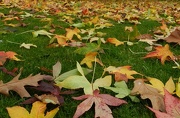21st Nov 2012 - Carpet of Leaves